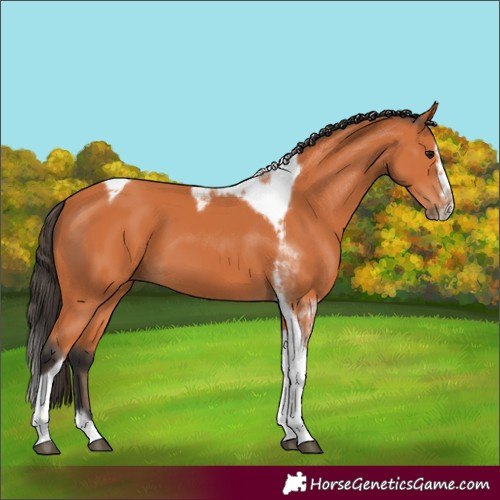 Horse Color:Bay Splash Tobiano Frame 