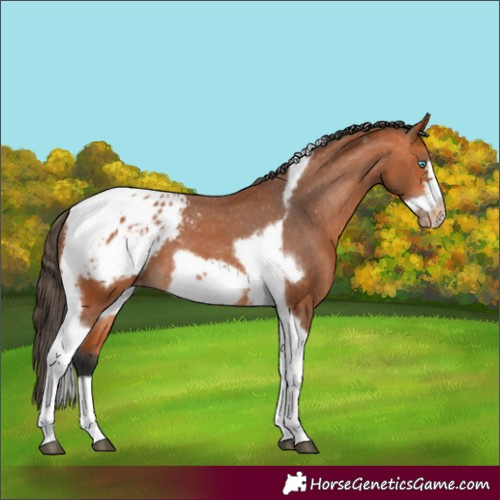 Horse Color:Bay Tobiano Frame Blanket
