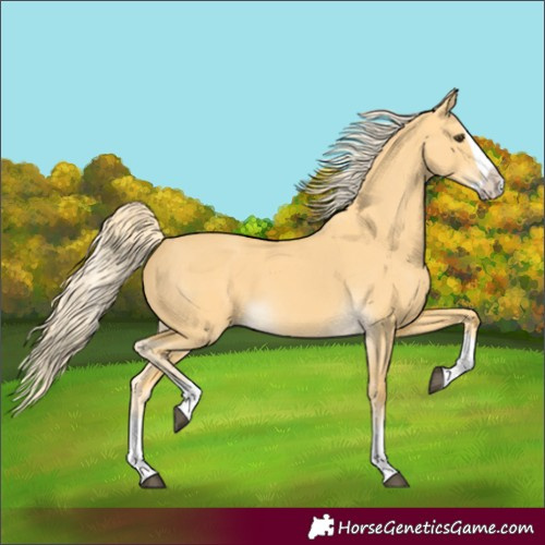 Horse Color:Palomino Dun Splash 