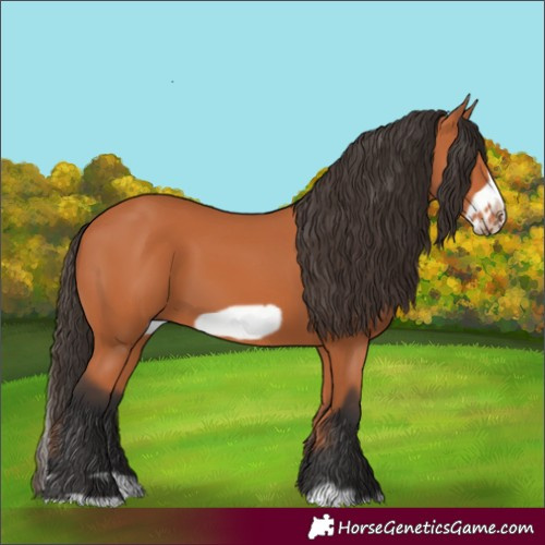 Horse Color:Bay Splash Frame