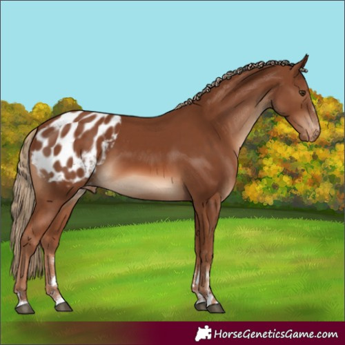 Horse Color:Chestnut Appaloosa 