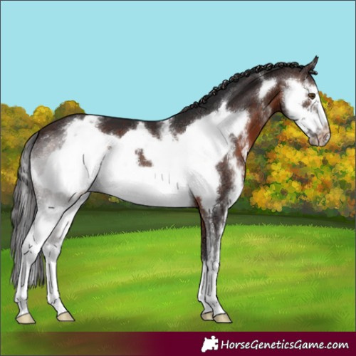Horse Color:Brown Sabino Frame Appaloosa 