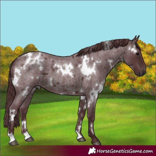 Horse Color:White Spotted Chocolate Brown Roan