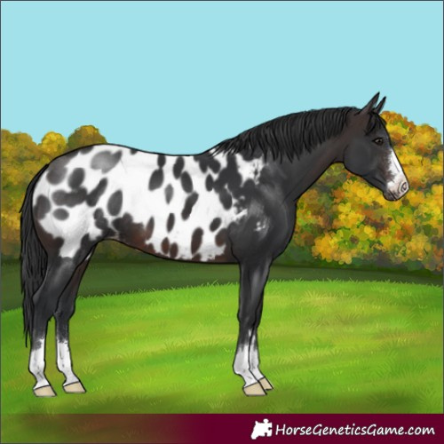 Horse Color:Brown Appaloosa 