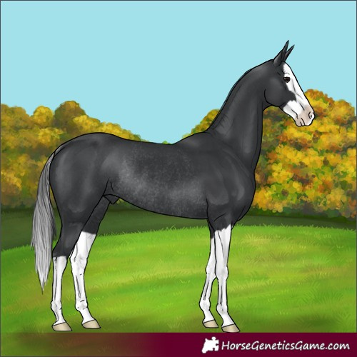 Horse Color:Black Splash Rabicano 
