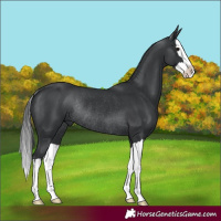 Horse Color:Black Splash Rabicano 