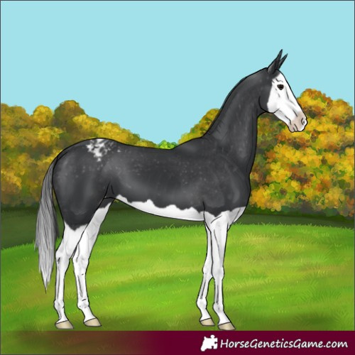 Horse Color:Black Splash Appaloosa 