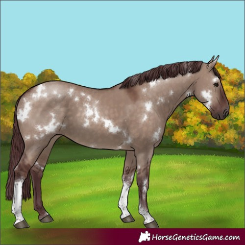 Horse Color:White Spotted Chocolate Brown Dun Tobiano 