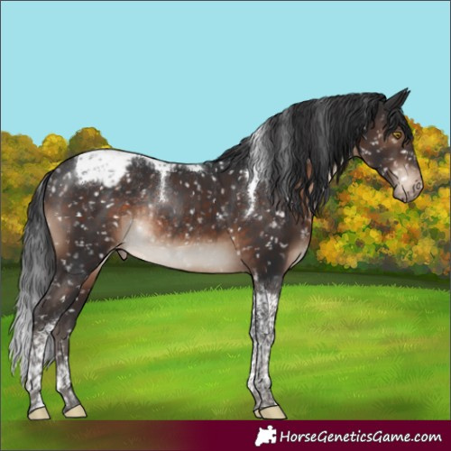 Horse Color:Brown Tobiano Snowcap Rabicano