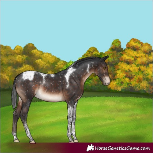 Horse Color:Brown Tobiano Appaloosa Rabicano 