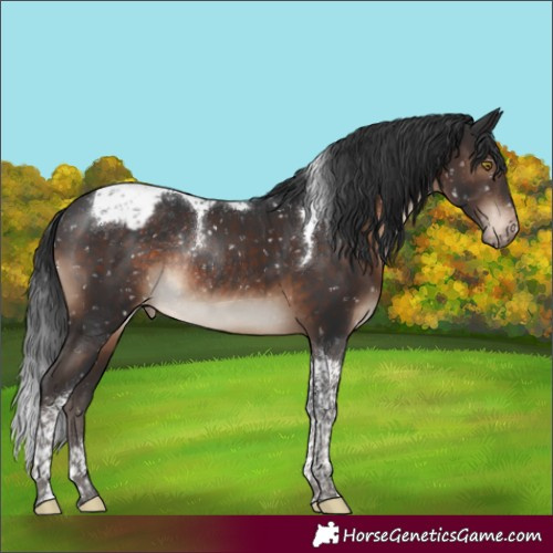 Horse Color:Brown Tobiano Appaloosa Rabicano 