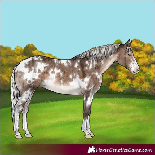 Horse Color:White Spotted Silver Brown Dun Mushroom Sabino Appaloosa Brindle