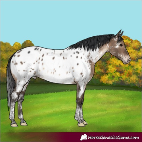 Horse Color:Brown Dun Tobiano Appaloosa