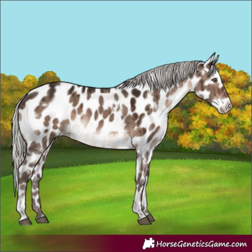 Horse Color:White Spotted Silver Brown Dun Mushroom Tobiano Appaloosa Rabicano Brindle 