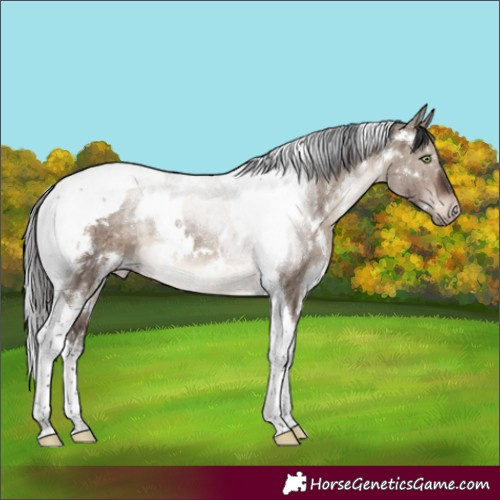 Horse Color:White Spotted Brown Dun Mushroom Tobiano Appaloosa Brindle 
