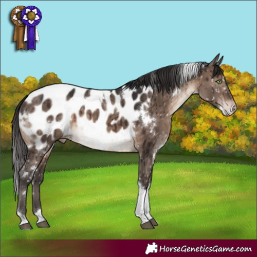 Horse Color:White Spotted Brown Dun Mushroom Tobiano Appaloosa Brindle 