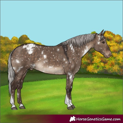 Horse Color:White Spotted Silver Brown Dun Tobiano Appaloosa