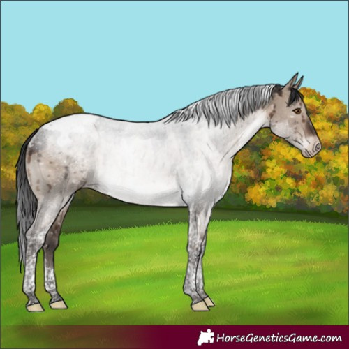 Horse Color:Brown Dun Mushroom Tobiano Appaloosa Rabicano Brindle 