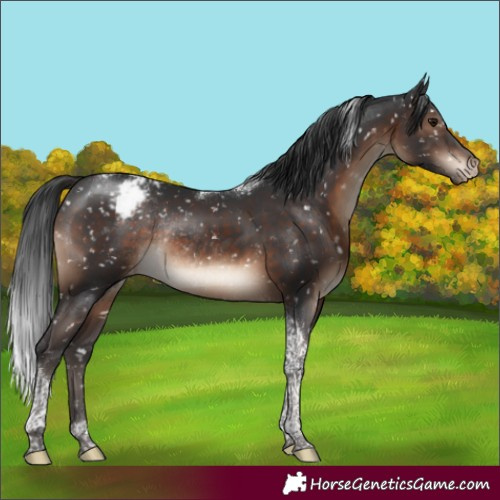 Horse Color:Brown Tobiano Appaloosa Rabicano 