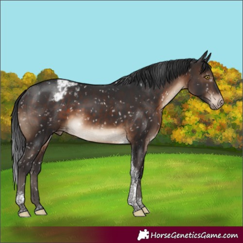 Horse Color:Brown Tobiano Appaloosa Rabicano 
