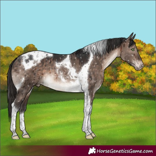 Horse Color:Brown Dun Mushroom Tobiano Appaloosa Brindle