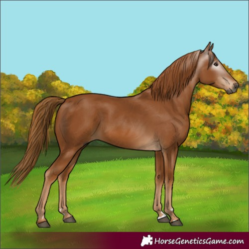 Horse Color:Gray Chestnut 