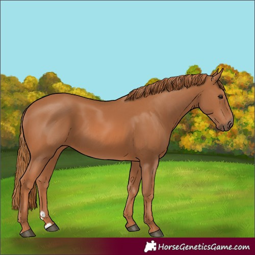 Horse Color:Chestnut 