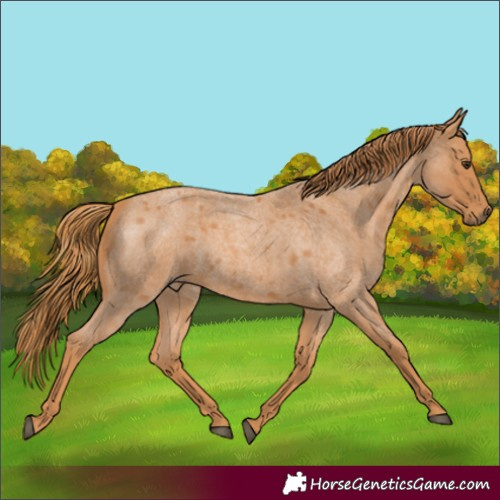 Horse Color:Red Roan 
