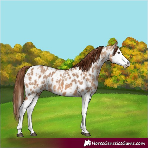 Horse Color:Red Dun Splash Appaloosa  and Red Dun Splash Appaloosa 