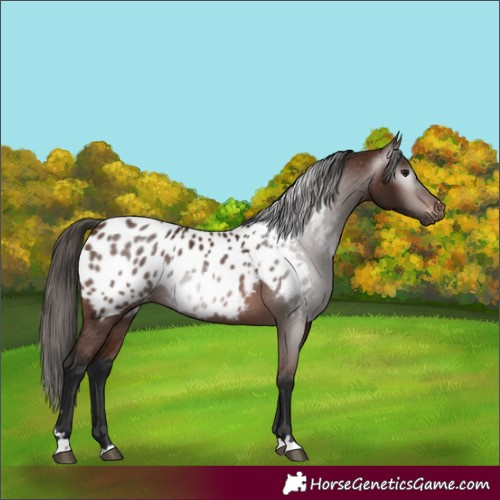 Horse Color:Gray Bay Appaloosa