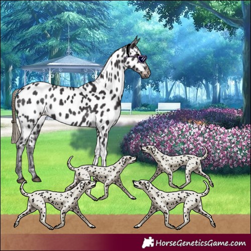 Horse Color:Smoky Black Near Leopard 