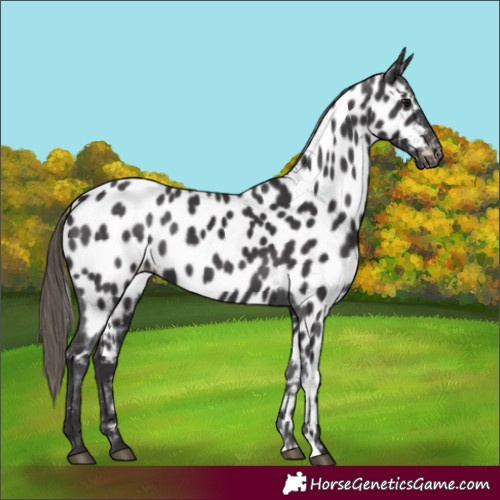 Horse Color:Smoky Black Appaloosa 