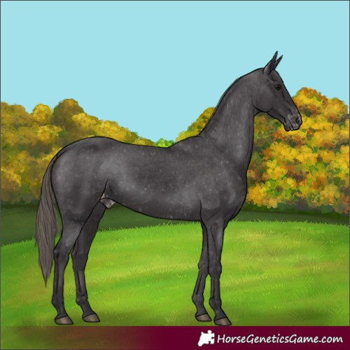 Horse Color:Smoky Black Appaloosa 