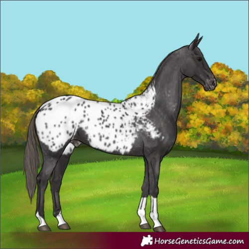 Horse Color:Smoky Black Tobiano Appaloosa 