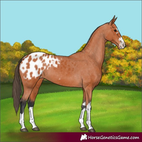Horse Color:Bay Blanket