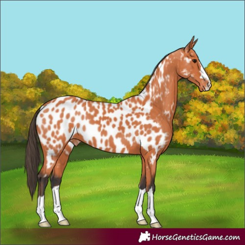 Horse Color:Bay Appaloosa 