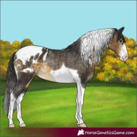 Horse Color:Buckskin Sabino Tobiano Appaloosa Rabicano