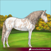 Horse Color:Perlino Sabino Tobiano Appaloosa Rabicano 