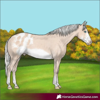 Horse Color:Silver Perlino Sabino Frame Appaloosa 