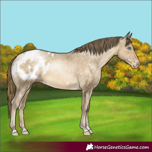 Horse Color:Buckskin Pearl Appaloosa 
