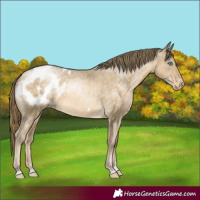 Horse Color:Buckskin Pearl Blanket