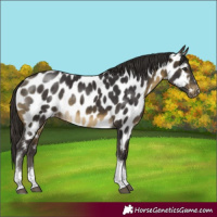 Horse Color:Buckskin Tobiano Appaloosa