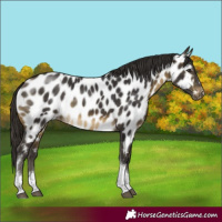 Horse Color:Buckskin Tobiano Near Leopard