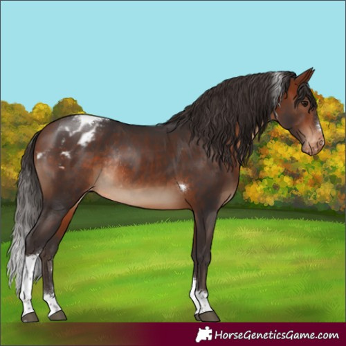 Horse Color:Bay Tobiano Appaloosa Rabicano 