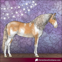 Horse Color:Palomino Sabino 