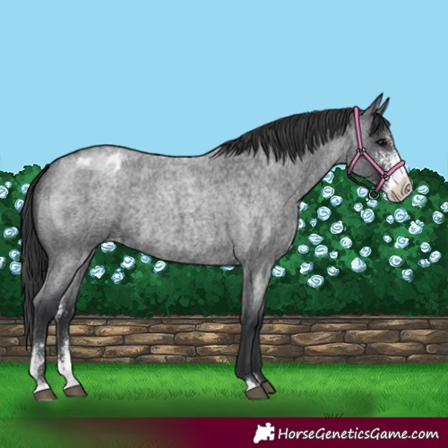 Horse Color:Blue Roan Sabino Appaloosa 