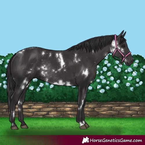 Horse Color:White Spotted Smoky Black Rabicano 