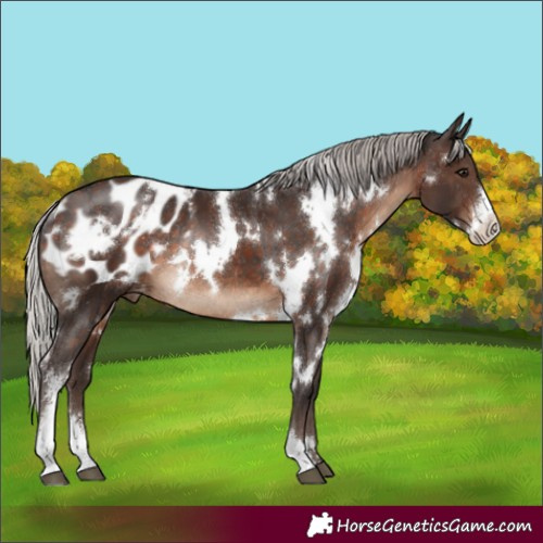 Horse Color:White Spotted Silver Brown Sabino Blanket Rabicano 