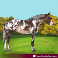 Horse Color:White Spotted Silver Brown Sabino Appaloosa Rabicano 