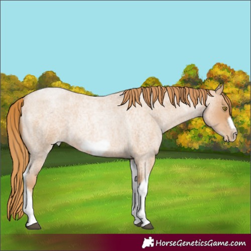 Horse Color:Red Roan Pearl Tobiano Frame 